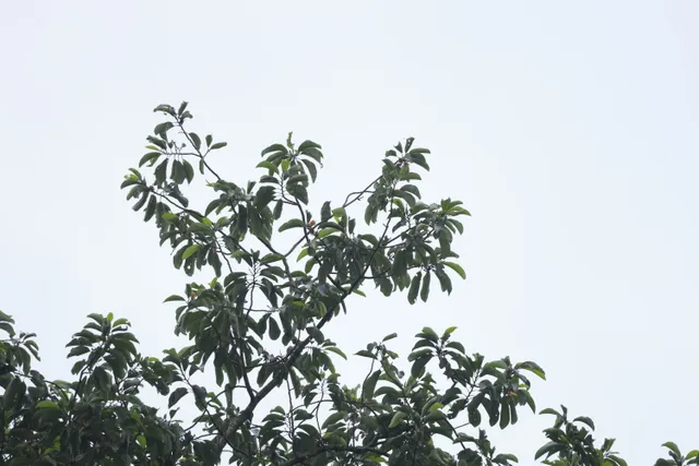 蓝耳拟啄木鸟