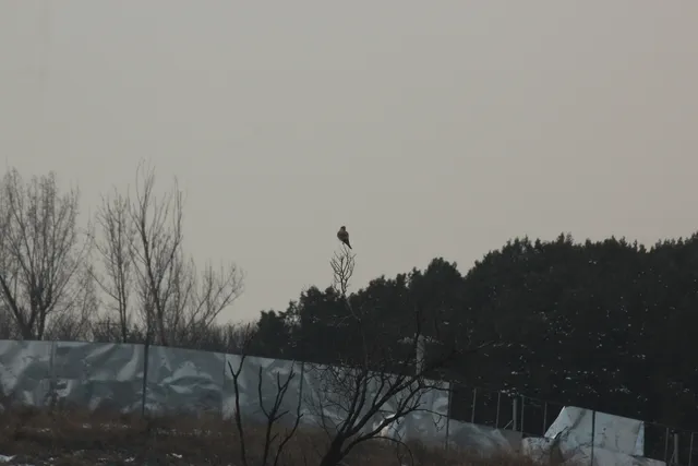红隼