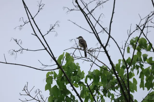小灰山椒鸟