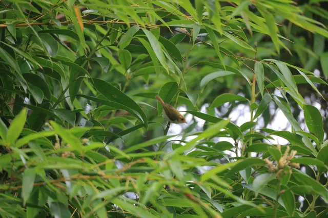 棕脸鹟莺