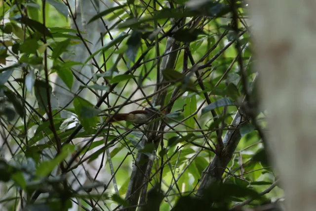 东方寿带，（雌）