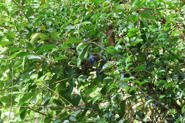 黑枕王鹟，（雌）