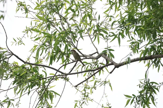 山麻雀，（雄）