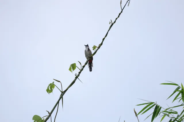 红耳鹎