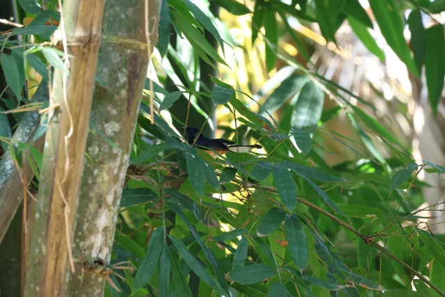 白腰鹊鸲