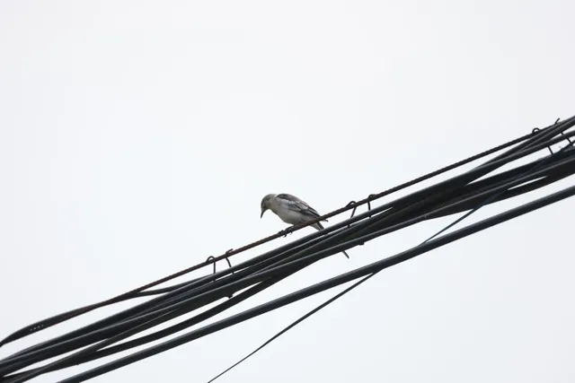 白鹡鸰，（亚成）