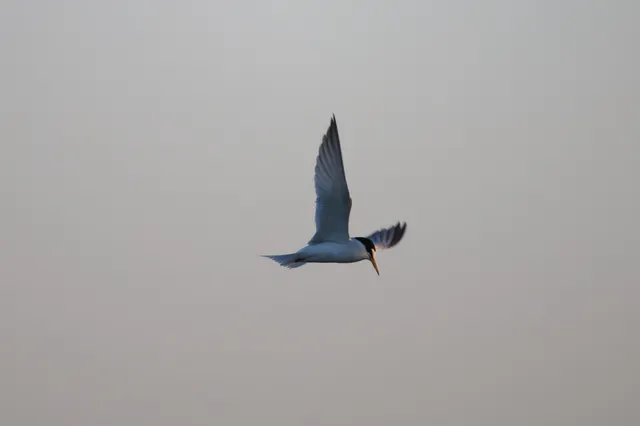 白额燕鸥