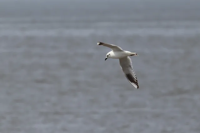 黑嘴鸥