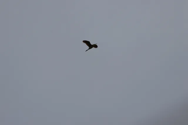 栗苇鳽