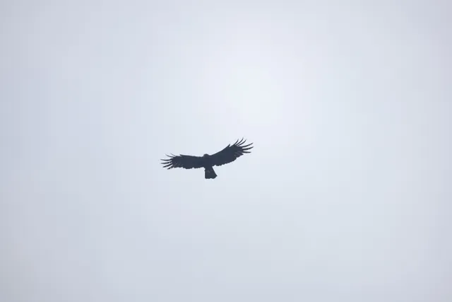 林雕