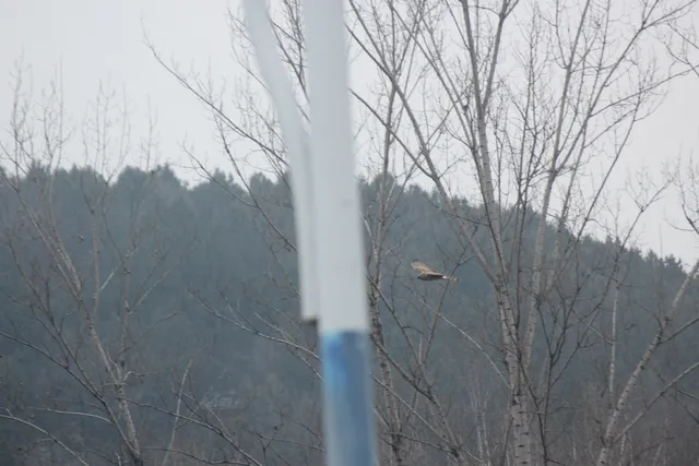 白尾鹞